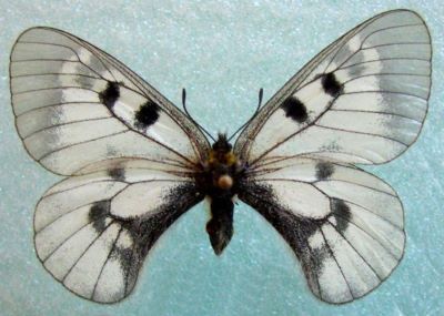 fluture; Parnassius mnemosyne transsylvanica (Schmidt, 1930)