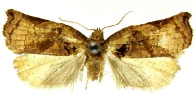 Cacoecia tharsaleopa (Meyrick, 1935)