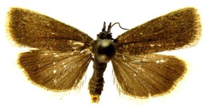 Asartodes lolotiella (Caradja, 1927)