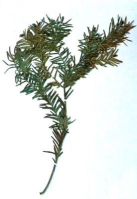 tisă; Taxus baccata (Linnaeus, 1753)