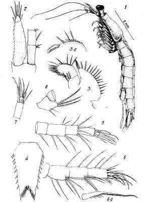 Taphromysis bowmani (Băcescu, 1961)