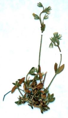 struna cocoșului; Cerastium transsilvanicum (Schur., 1851)