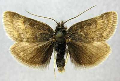 Titanio phrygialis var. sericealis (Caradja, 1916)