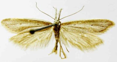 pleurota bicostella var. castiliella; Pleurota bicostella (Clerck) var. castiliella (Caradja, 1909-1912)