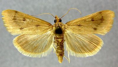 Loxostege nudalis var. brunnealis (Caradja, 1916)