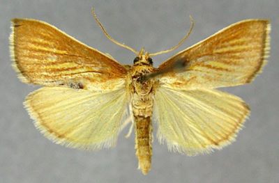 Pyrausta cilialis var. simplalis (Caradja, 1916)