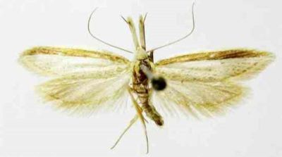 pleurota ericella var. gigas; Pleurota ericella (Duponchell) var. gigas (Caradja, 1898)