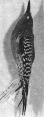 ciocănitoare; Melanerpes uropygialis (Baird D F, 1854) syn. Centurus uropygialis