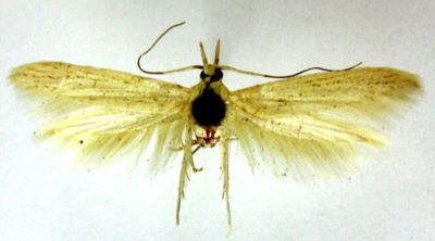 Coleophora plurifoliella (Chretien, 1896)