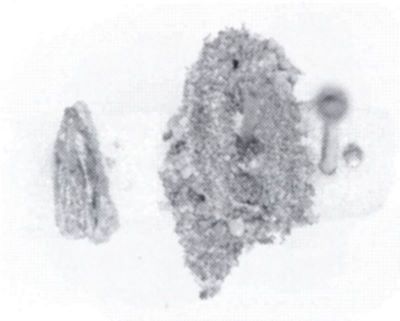 Solenobia larella (Chretien, 1906)