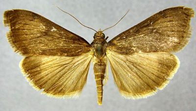Mecyna polygonalis f. carbonalis (Caradja, 1938)