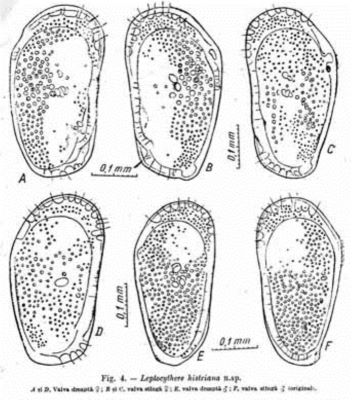 Leptocythere histriana (Caraion, 1964)