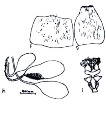 Habropogon vittatus (Weinberg and Tsacas, 1973)