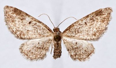 Eupithecia inturbata f. clujensis (Draudt, 1933)