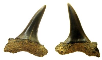 rechin; Cretolamna Twiggsensis (Case, 1981)
