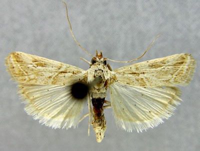 Pristophora discomaculella var. desertella (Caradja, 1910)