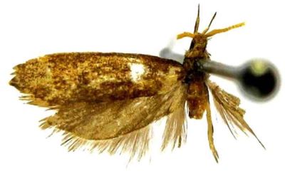 lecithocera meyricki; Lecithocera (Lecithocera) meyricki (Gozmany, 1978)