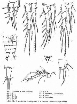 Mesopsyllus atargatis (Por, 1960)