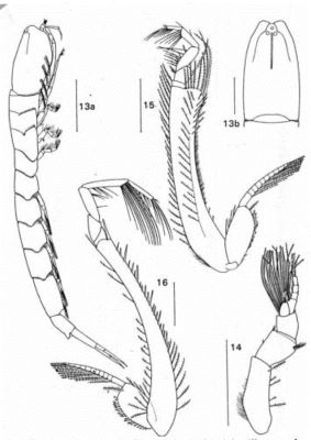 Leptocuma kinbergii (Sars, 1873)