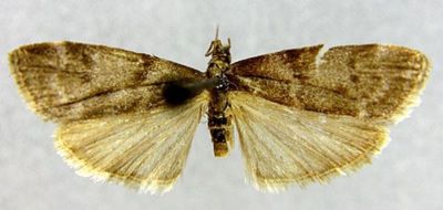 Salebria griseotincta (Caradja, 1938)
