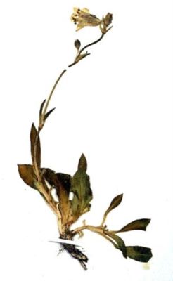 opaiță; Silene zawadzkii (Herb., 1835)