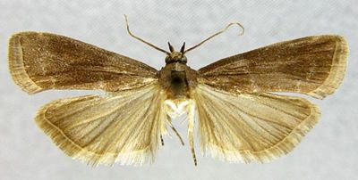 Nephopterix albicilla var. atricapitella (Caradja, 1916)
