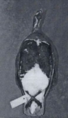 Branta ruficollis (Pallas, 1769)