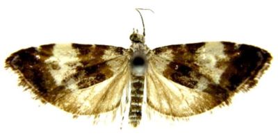 Choreutis batangensis (Caradja, 1940)