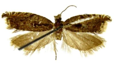 Ancylopera minimana (Caradja, 1916)