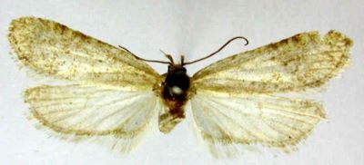Depressaria nebulosella (Caradja, 1920)