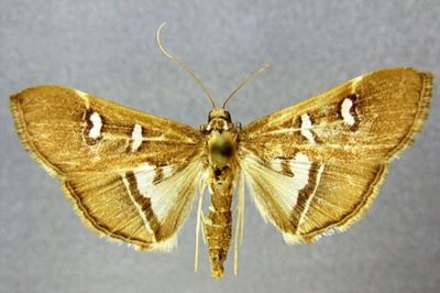 Glyphodes crithealis var. parvipunctalis (Caradja, 1925)