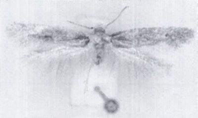 Tinea imaculatella (Rebel, 1896)