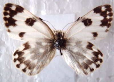 Pontia daplidice daplidice (Linnaeus, 1758)