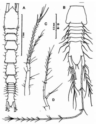 pugiodactylus agartthus
