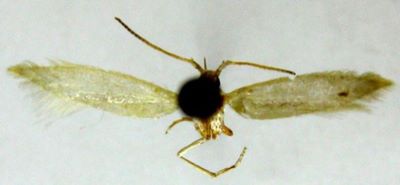 coleophora caliacraella ab. lucidella; Coleophora caliacraella (Caradja, 1931) ab. lucidella (Caradja, 1932)