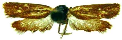 Psecadia pseudoscythrella (Rebel, 1902)