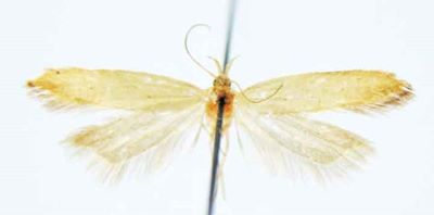 Mesophleps pudicellus var. apicellus (Caradja, 1920)
