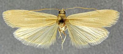 Anerastia nitidicostella f. affinitatella (Caradja)