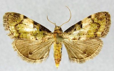 Macalla pretiosalis (Caradja, 1925)