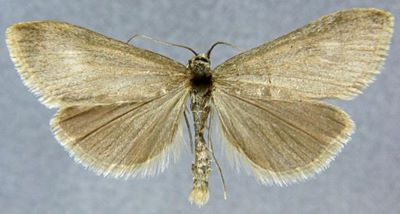 pyrausta austriacalis plumbalis; Pyrausta austriacalis juldusalis (Zerny, 1914)