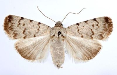 Autophila asiatica f. argentea (Caradja, 1930)