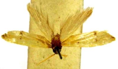 lecithocera erecta; Lecithocera (Patouissa) erecta (Meyerick, 1935)