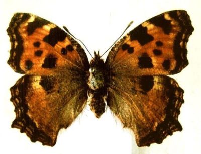 Nymphalis polychloros polychloros (Linnaeus, 1758)