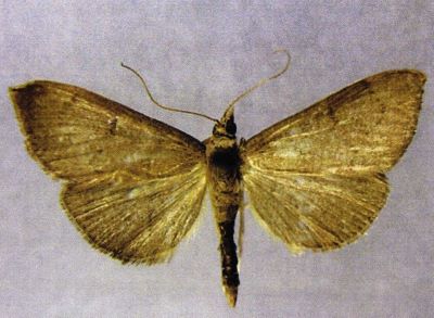 Lamprophaia mirabilis (Caradja, 1925)
