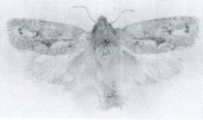 Pilanophora hedemanni (Walsingham. 1897)