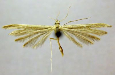 Pterophorus turbidellus (Caradja, 1920)