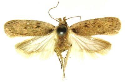 Depressaria campestrella (Chretien, 1896)