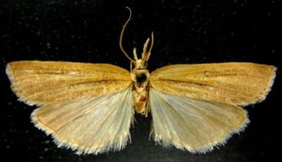 Crambus tristellus var. ribbeellus (Caradja, 1910)