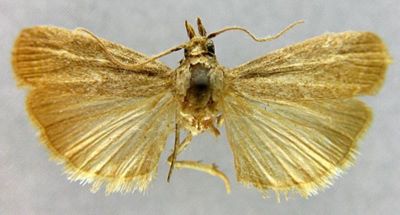 Salebria deformella var. aeratella (Caradja, 1910)