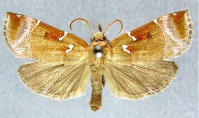 Hyboloma (Mimicia) pseudolibatrix (Caradja, 1925)